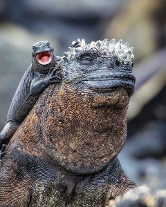 Create meme: Varan, marine iguana