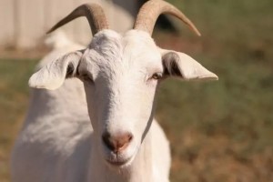 Create meme: small cattle, goat