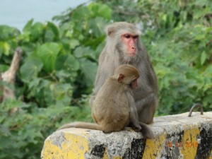 Create meme: monkey monkey, monkey island Vietnam, monkey