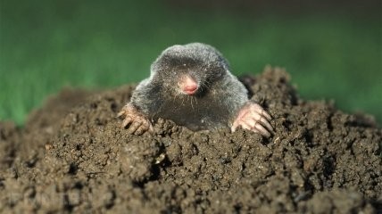 Create meme: the mole is real, mole shrew, the little mole