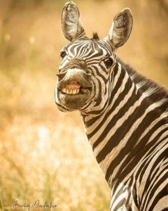 Создать мем: The Zebra, funny zebra, зебра флемен