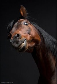 Create meme: horse horse, surprised, the horse, horse