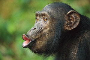 Create meme: lipped monkey, chimpanzees, chimp lips