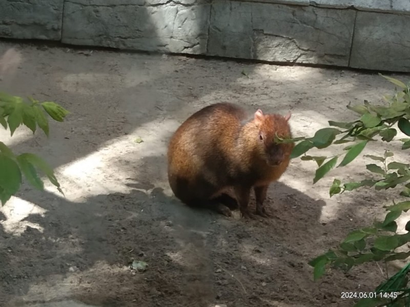 Create meme: capybara animal, capybara at the zoo, smart capybara