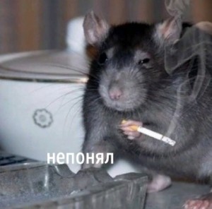 Create meme: rat rat, a rat with a cigarette, rats