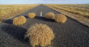 Create meme: rolling stone rolling stone rolling stone, Tumbleweed, plant rolling stone