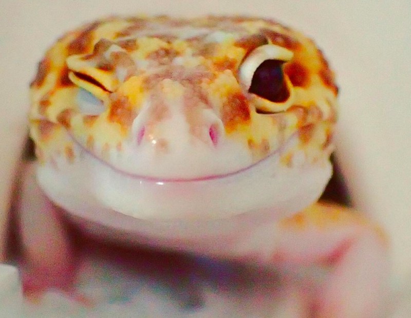 Create meme: Gecko ablefor smiling, Gecko , satisfied eublefar