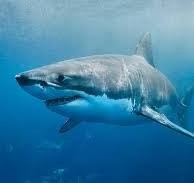 Создать мем: скат акула, акула большая, огромная белая акула