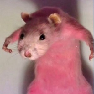 Создать мем: крыса, компьютерная мышь, крысиный хвостик