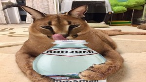 Create meme: Caracal