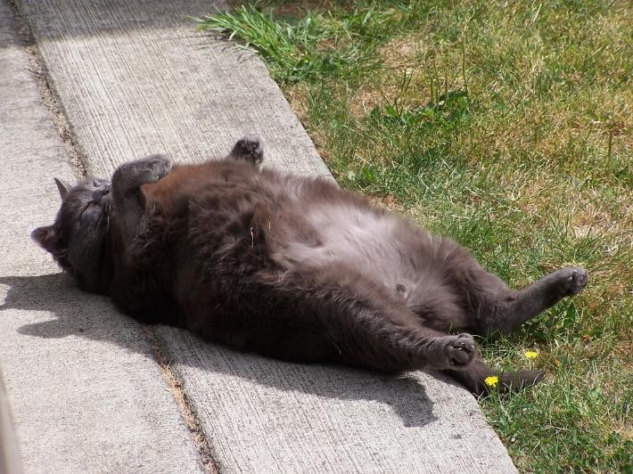 Create meme: fat cat , a fat cat is lying on its back, big fat cats