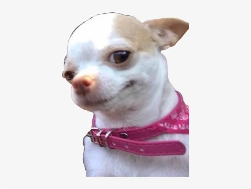 Create meme: Chihuahua dog, Chihuahua meme, Chihuahua 
