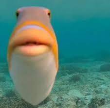 Create meme: fish, funny animal faces