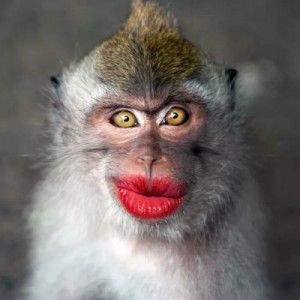 Create meme: monkey with red lips, funny monkey