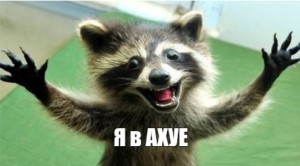 Create meme: funny raccoon, raccoons, funny raccoons