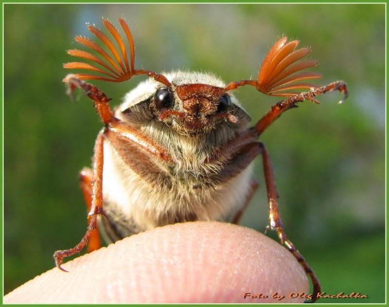 Create meme: may bug, May beetle (Khrushchev May), May beetle khrushch