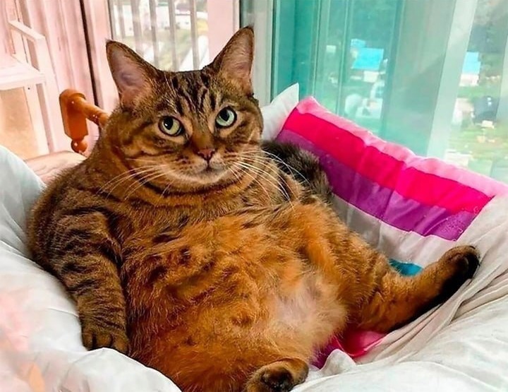 Create meme: fat cat, cat , cat 