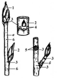 Создать мем: яблоня побега с 1 и 2 почками рисунок, окулировка щитком вприклад, пазушная почка