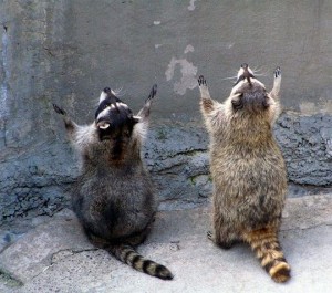 Create meme: God kill the idiots, God save the world from idiots pictures, raccoon worships people