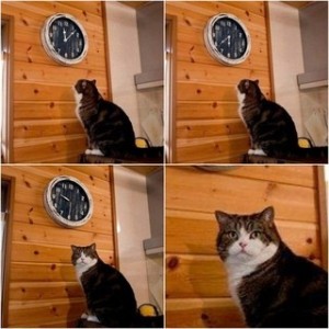 Create meme: memes with cats, the cat and the clock, seals