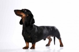 Create meme: Dachshund breed, Dachshund black, Dachshund