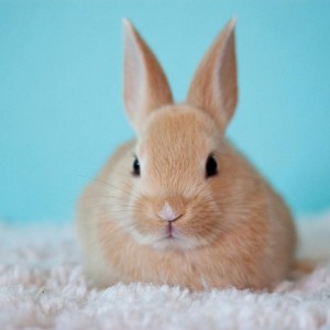 Создать мем: кролик большой, кролики красивые, рыжий кролик