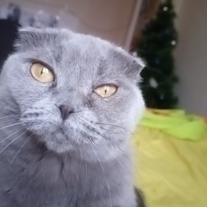 Create meme: Scottish fold cat, lop-eared