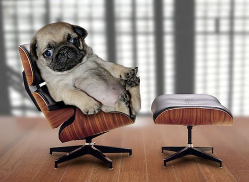 Create meme: pugs, lenya the pug, a pug in a chair