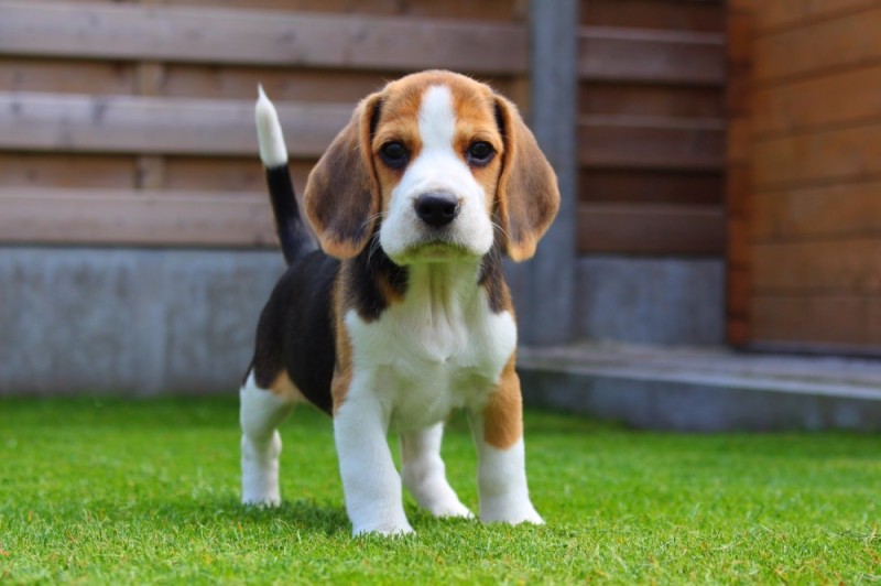Create meme: breed Beagle, Beagle dog, breed beagle dog