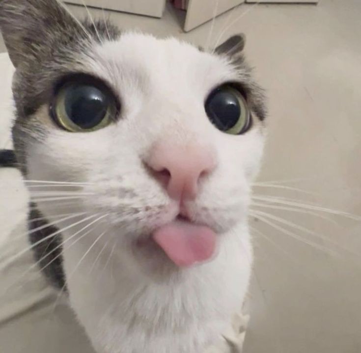 Create meme: cat , a cat with his tongue hanging out, cat with tongue hanging out