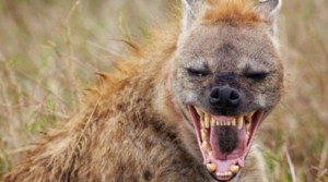 Create meme: the laughing hyena, hyena grin, hyena evil