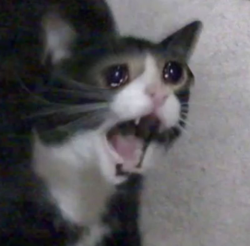 Create meme: weeping cats, cat with teeth meme, crying cat meme