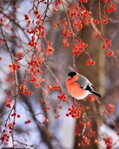 Create meme: bird bullfinch, bullfinch