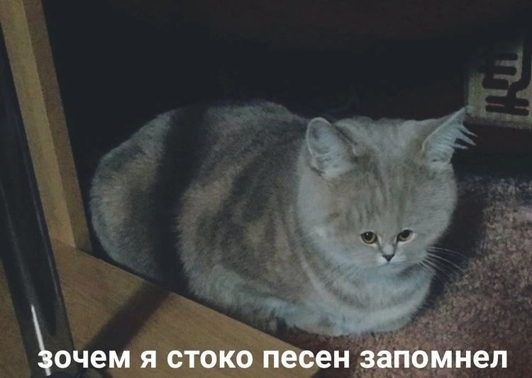 Создать мем: скоттиш страйт, кошка британская, кошечка