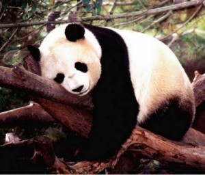 Создать мем: панда милая, спокойной ночи панда, большая панда