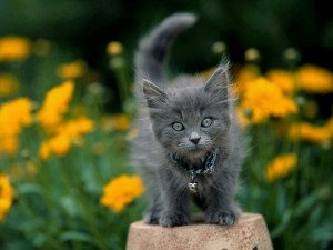Создать мем: серый кот, мейн кун голубого окраса, солид мейн кун котенок голубой котенок