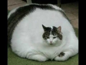 Создать мем: смешные коты, демотиваторы коты толстые, толстая кошка