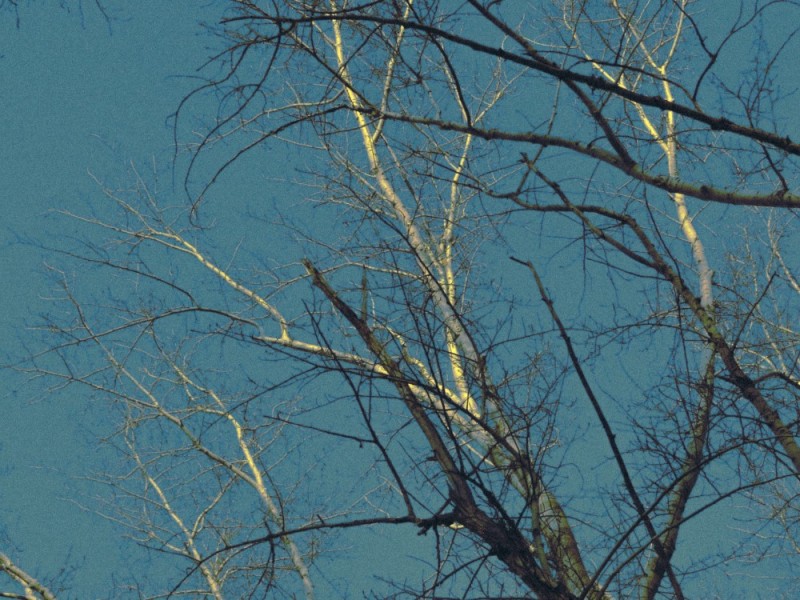 Create meme: tree branch, aspen (pópulus trémula), poplar tree flowering