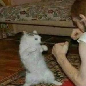 Create meme: The cat is fighting, the cat fights with the owner, white cats