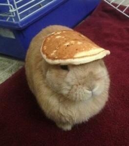 Создать мем: pancake bunny, a bunny with a pancake on its head, кролик с блинчиком на голове