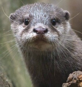 Create meme: otter