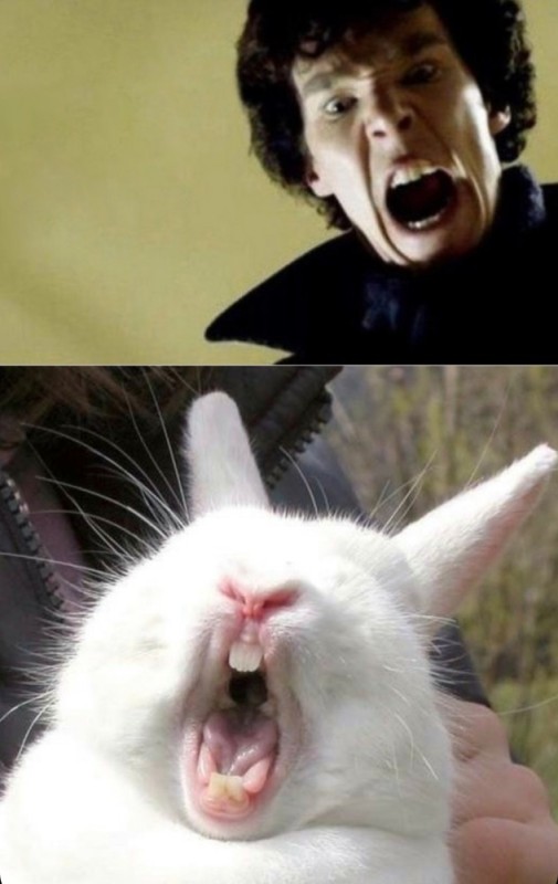 Create meme: screaming rabbit , the screaming rabbit, screaming hare 