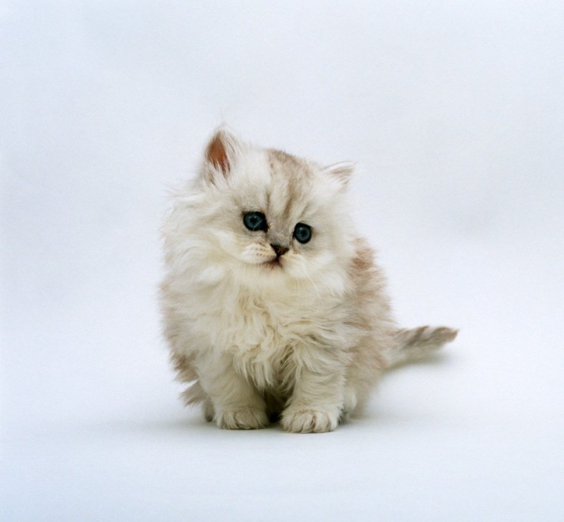 Create meme: fluffy kittens , Persian chinchilla, cute cats 