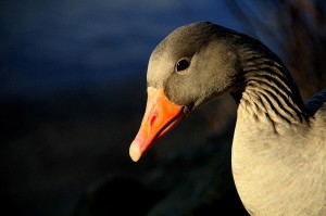 Create meme: the beak of a goose, grey goose pictures, goose photo of birds