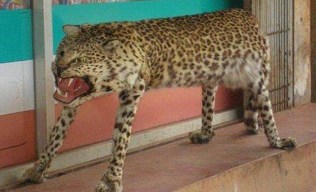 Create meme: domestic cheetah, funny leopard, Cheetah 