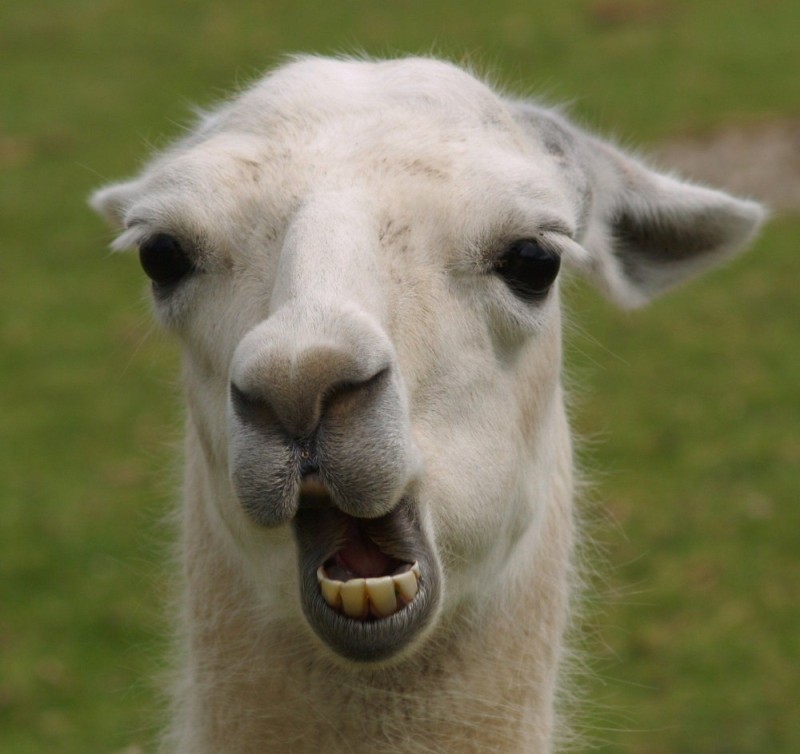 Create meme: Alpaca funny, llamas and alpacas, alpaca teeth