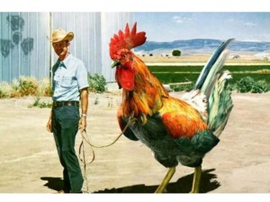 Create meme: rooster, big cock