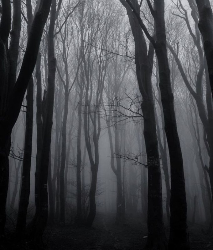 Create meme: The forest is dark and gloomy, dark misty forest, foggy forest background