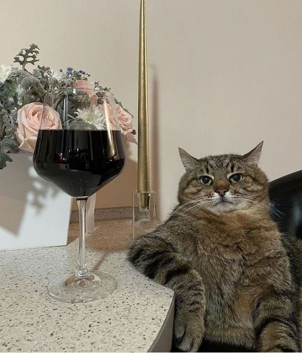 Create meme: cat , cat with a glass, cat with wine