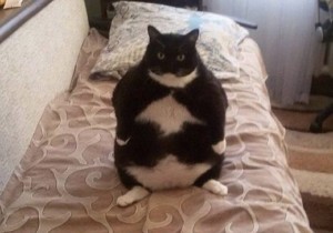 Create meme: fat cat, fat cat, fat cat